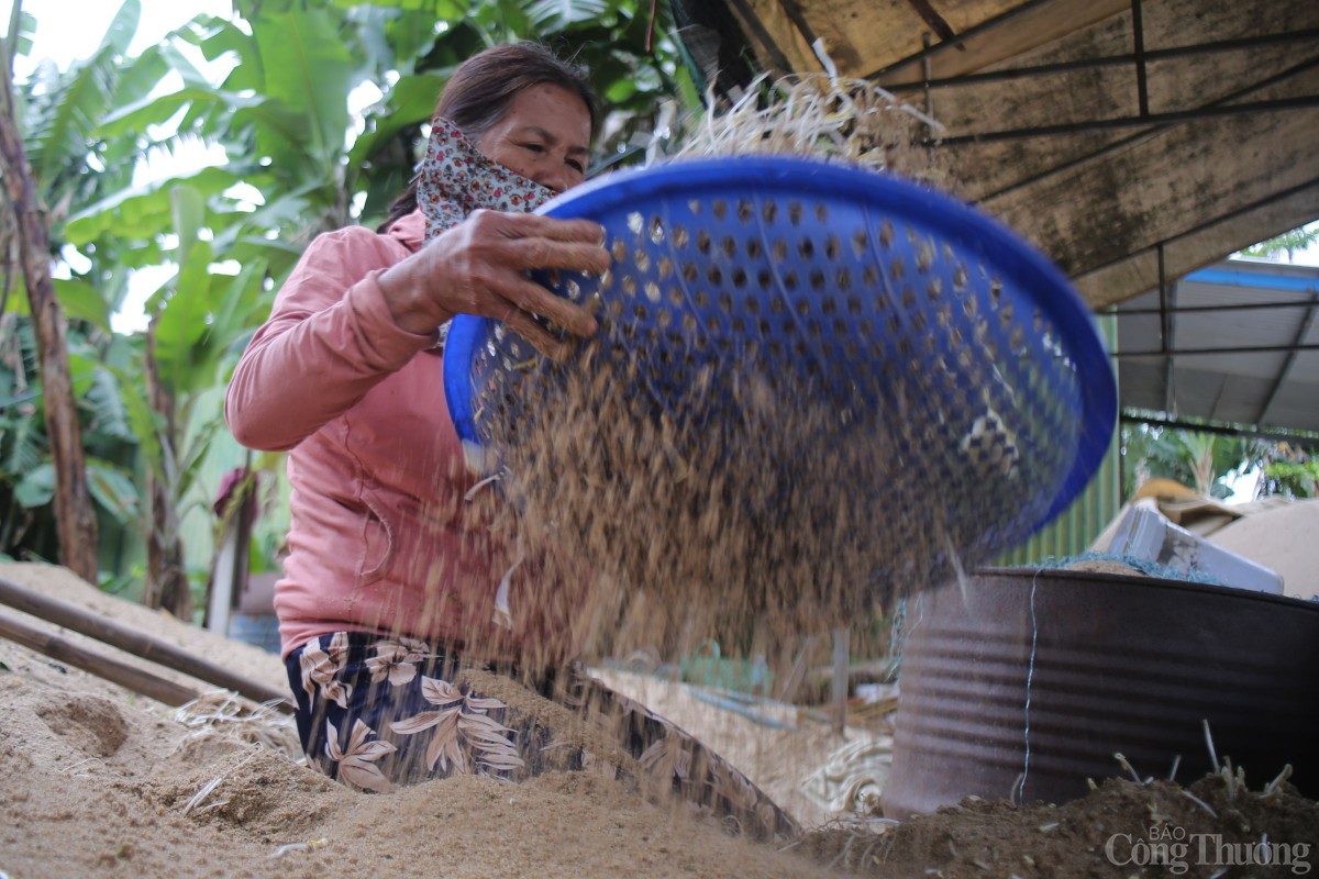 Khi giá đạt đến độ dài vừa phải, người dân đổ ra từ thùng ủ và dùng rổ xẩy nhẹ để làm sạch lớp cát bám trên thân.