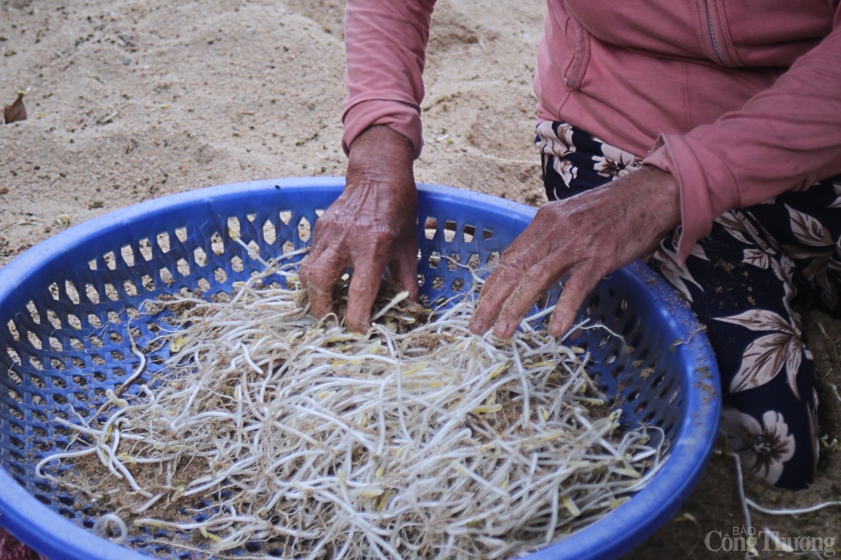 Người dân tiếp tục nhặt bỏ những cọng giá bị hư, không đạt chất lượng.