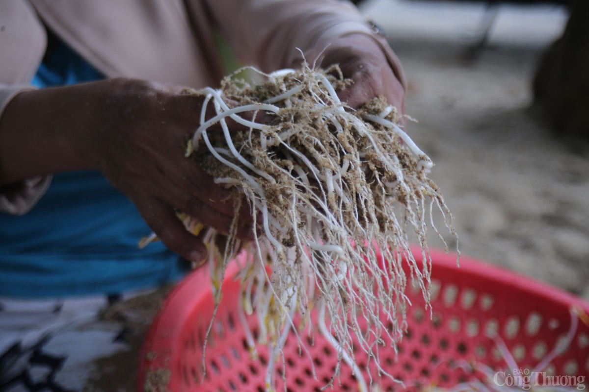 Nhờ được ủ trong lớp cát sông Trà Khúc, giá trồng thủ công có thân dài, rễ nhiều, vị giòn ngọt.