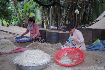 Quảng Ngãi: Chật vật giữ nghề ủ giá bằng cát sông Trà Khúc