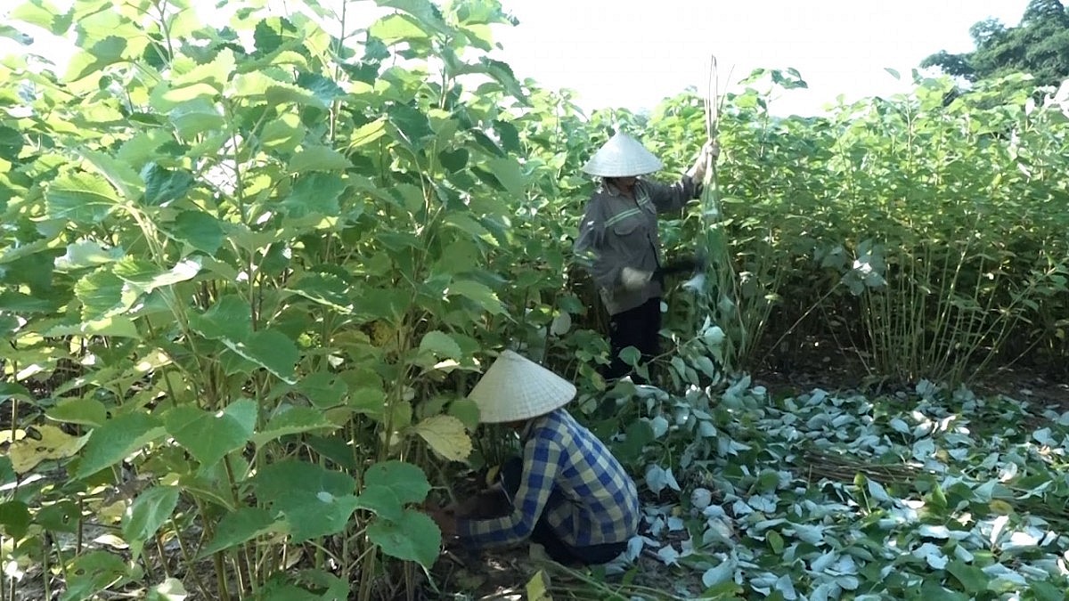 Cây gai xanh ‘nở hoa’ nơi rẻo cao