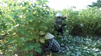 Cây gai xanh ‘nở hoa’ nơi rẻo cao