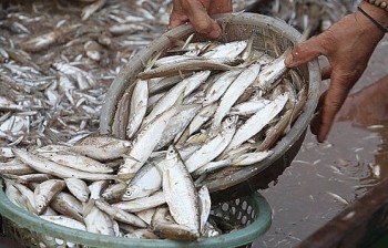 Cá tép dầu sấy khô: Vươn tầm chinh phục thị trường lớn