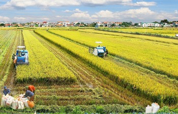 Nhân rộng đề án 1 triệu ha lúa chất lượng cao