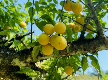 Mơ vàng đầu vụ: 'Vàng non' giá cao vẫn 'cháy hàng'