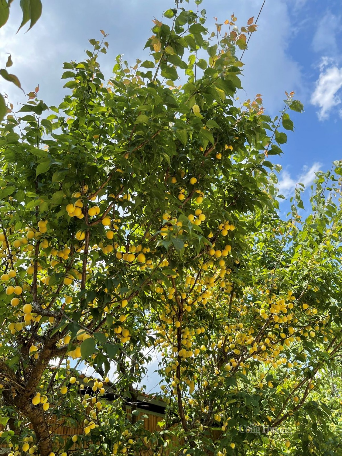 Mơ ở Việt Nam phổ biến tại các tỉnh miền núi phía Bắc. Ảnh: Nguyễn Thanh Mơ ở Việt Nam phổ biến tại các tỉnh miền núi phía Bắc. Ảnh: Nguyễn Thanh