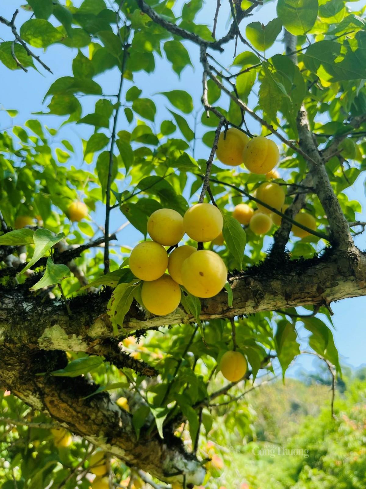 Mơ má đào Mộc Châu (Sơn La) chín vàng trên cành. Ảnh: Nguyễn Thanh Mơ má đào Mộc Châu (Sơn La) chín vàng trên cành. Ảnh: Nguyễn Thanh