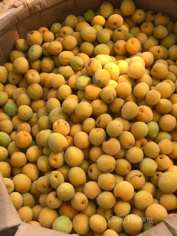 Mơ đầu mùa giá cao, nhưng vẫn được người mua 'săn lùng' vì mùi vị đặc trưng. Ảnh: Nguyễn Thanh Mơ đầu mùa giá cao, nhưng vẫn được người mua 'săn lùng' vì mùi vị đặc trưng. Ảnh: Nguyễn Thanh
