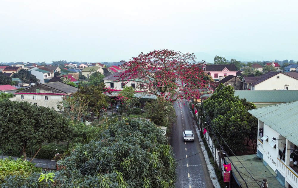 cây gạo 200 tuổi nguyễn du