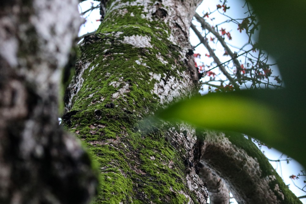 cây gạo 200 tuổi nguyễn du