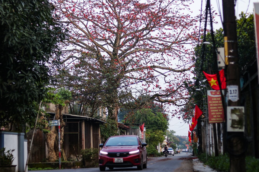 cây gạo 200 tuổi nguyễn du