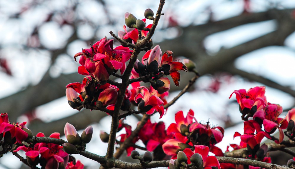 cây gạo 200 tuổi nguyễn du