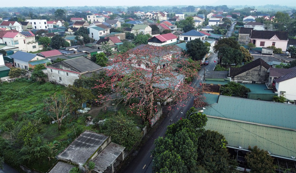 cây gạo 200 tuổi nguyễn du