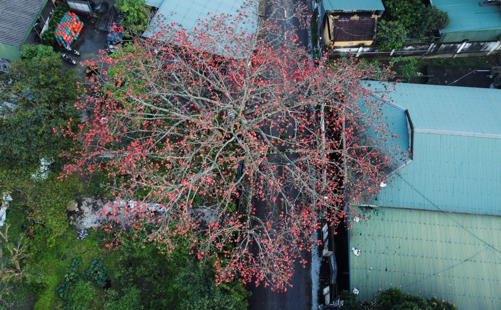 cây gạo 200 tuổi nguyễn du