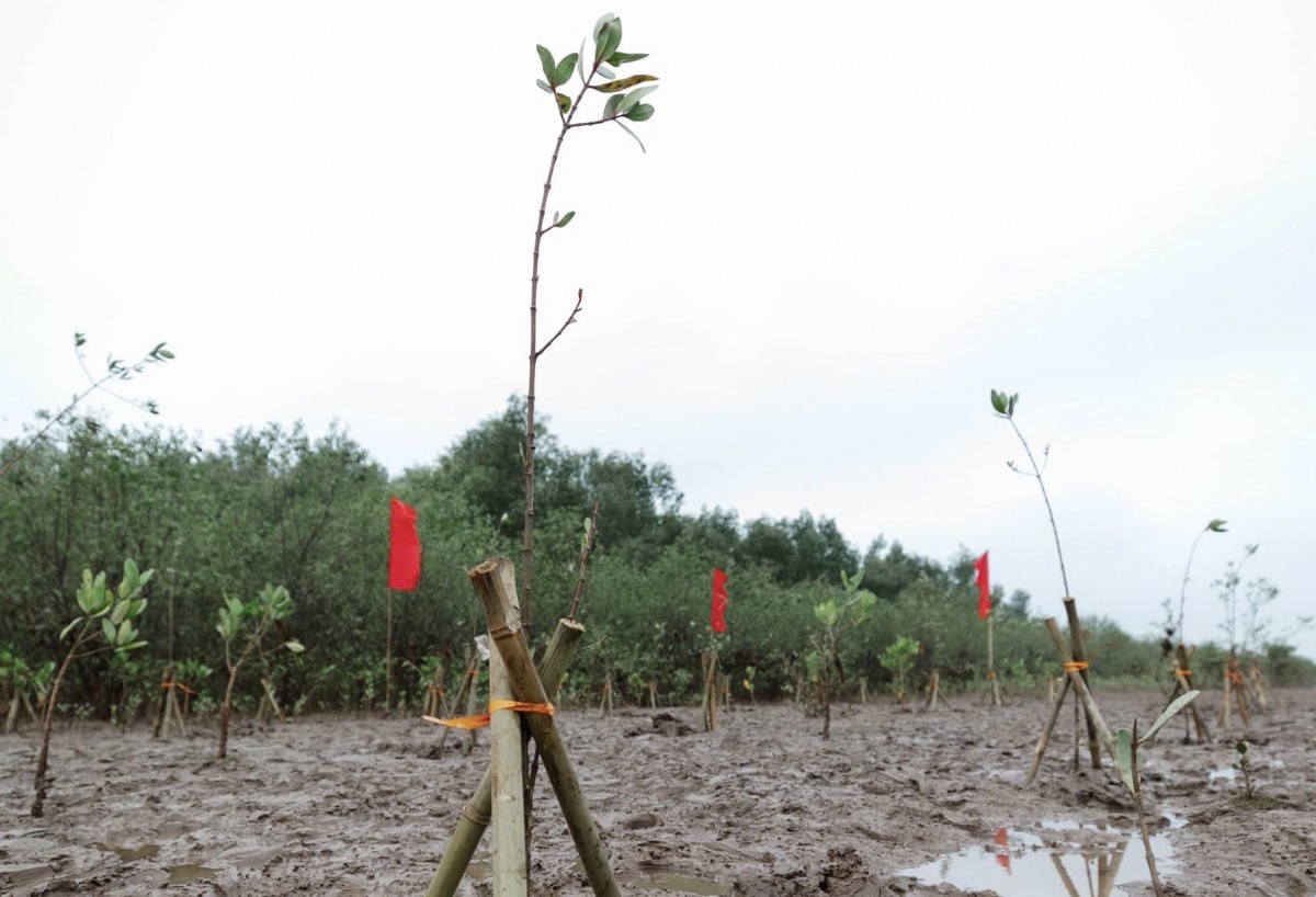 triển khai thực hiện đề án quốc gia “Trồng 1 tỷ cây xanh” triển khai thực hiện đề án quốc gia “Trồng 1 tỷ cây xanh”