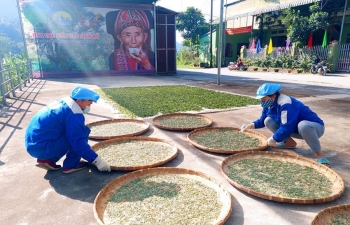 Chè Shan tuyết - ‘vàng xanh’ trên đỉnh Tây Côn Lĩnh