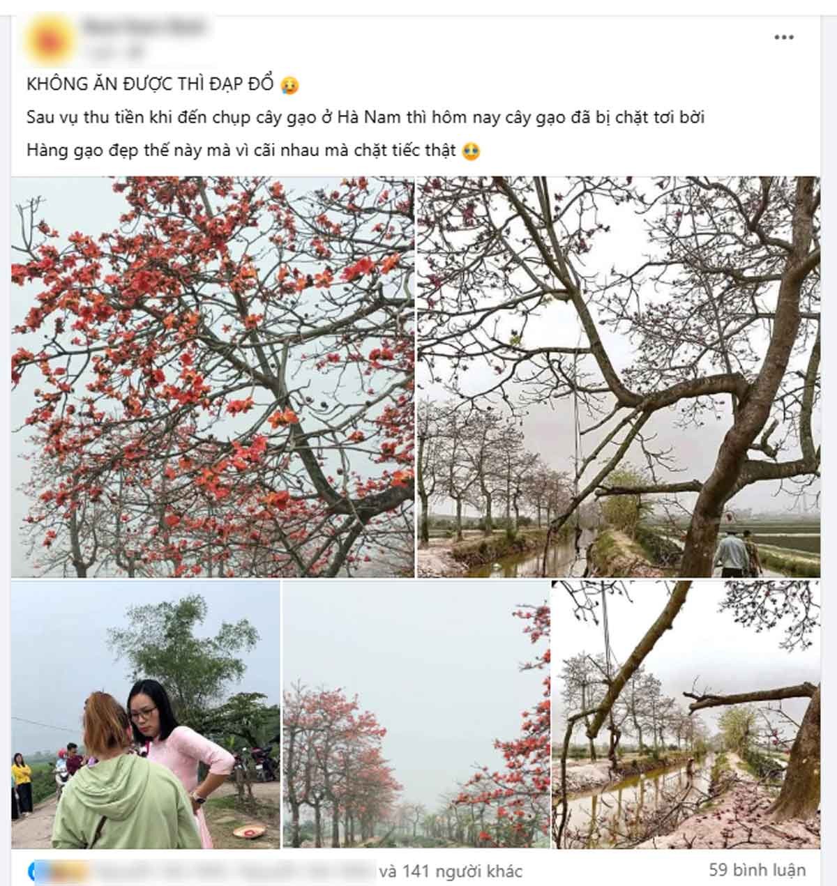 Hình ảnh hàng hoa gạo ở tổ dân phố Nguyễn Đoài được cho là bị chặt cành lan truyền trên mạng xã hội. Ảnh: Chụp màn hình