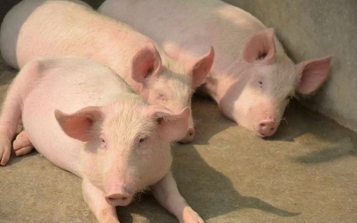 Giá heo hơi hôm nay 12/4/2025: Cả nước thấp nhất 67.000 đồng/kg Giá heo hơi hôm nay 12/4/2025: Cả nước thấp nhất 67.000 đồng/kg