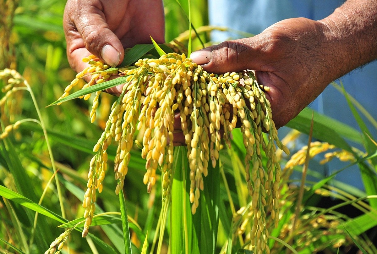 Xuất khẩu gạo sang Bangladesh tăng 515,6 lần Xuất khẩu gạo sang Bangladesh tăng 515,6 lần