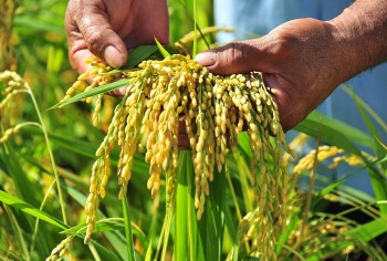 Xuất khẩu gạo sang Bangladesh tăng 515,6 lần