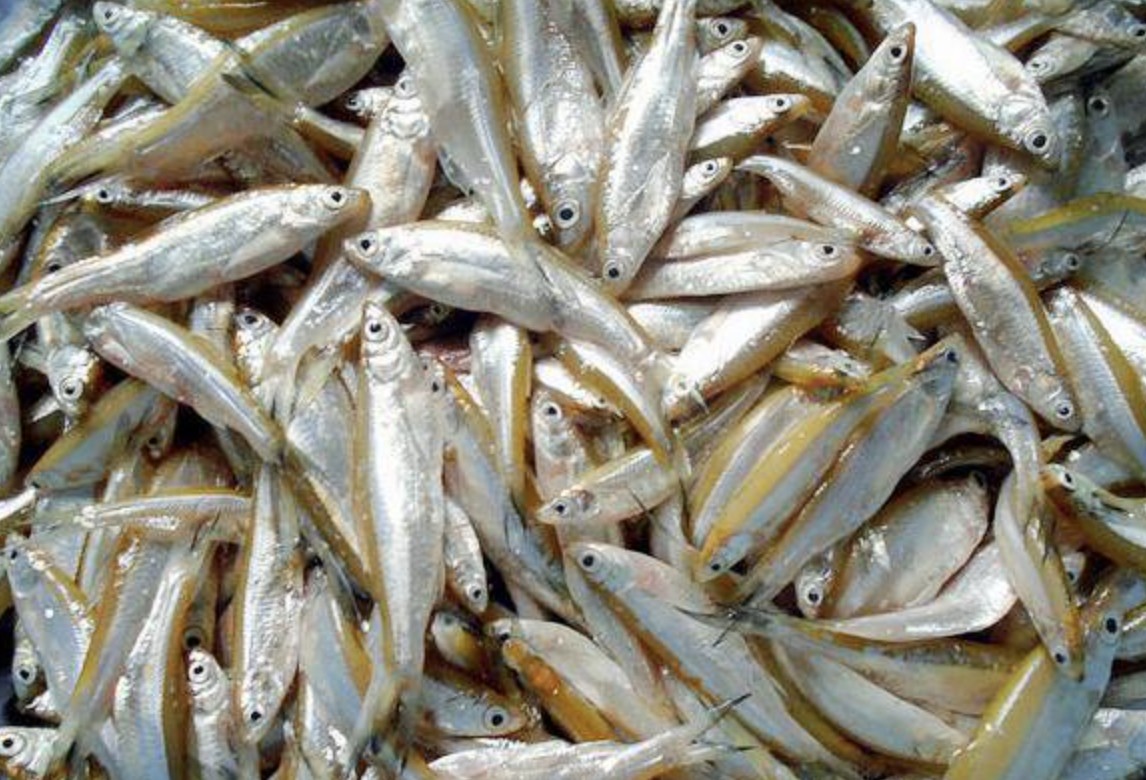 Đòn bẩy giảm nghèo từ đặc sản bản địa Đòn bẩy giảm nghèo từ đặc sản bản địa