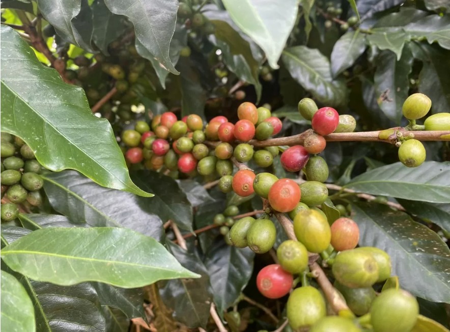 Giá cà phê Arabica hồi phục mạnh vào phiên cuối tuần