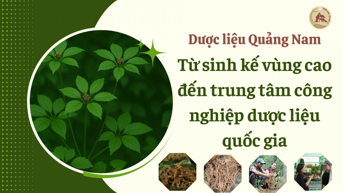Dược liệu Quảng Nam: Từ sinh kế vùng cao Dược liệu Quảng Nam: Từ sinh kế vùng cao