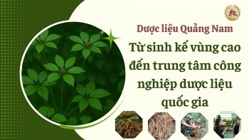 Dược liệu Quảng Nam: Từ sinh kế vùng cao đến trung tâm công nghiệp dược liệu quốc gia