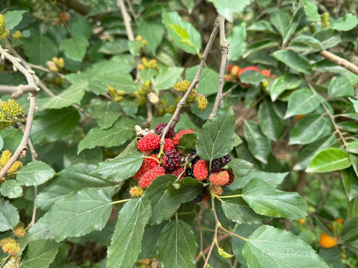 Dâu tằm chín đỏ cây tại vườn dâu xã xã Dương Liễu (huyện Hoài Đức, Hà Nội). Ảnh: Nguyễn Thanh Dâu tằm chín đỏ cây tại vườn dâu xã xã Dương Liễu (huyện Hoài Đức, Hà Nội). Ảnh: Nguyễn Thanh
