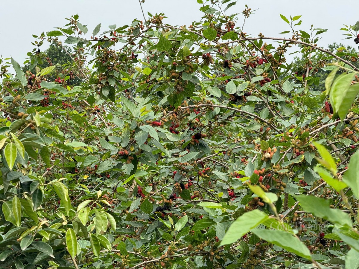 Vụ dâu tằm được mùa. Ảnh: Nguyễn Thanh Vụ dâu tằm được mùa. Ảnh: Nguyễn Thanh