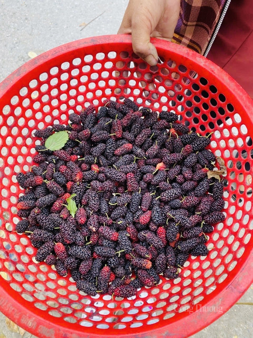 không ít người vẫn giữ thói quen đi chợ truyền thống để được nhìn tận mắt, chọn tận tay để được những trái dâu tằm tươi ngon. Ảnh: Nguyễn Thanh không ít người vẫn giữ thói quen đi chợ truyền thống để được nhìn tận mắt, chọn tận tay để được những trái dâu tằm tươi ngon. Ảnh: Nguyễn Thanh