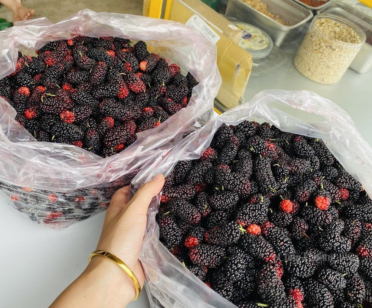 dâu tằm cũng trở thành mặt hàng “hot” được các tiểu thương đua nhau rao bán trên