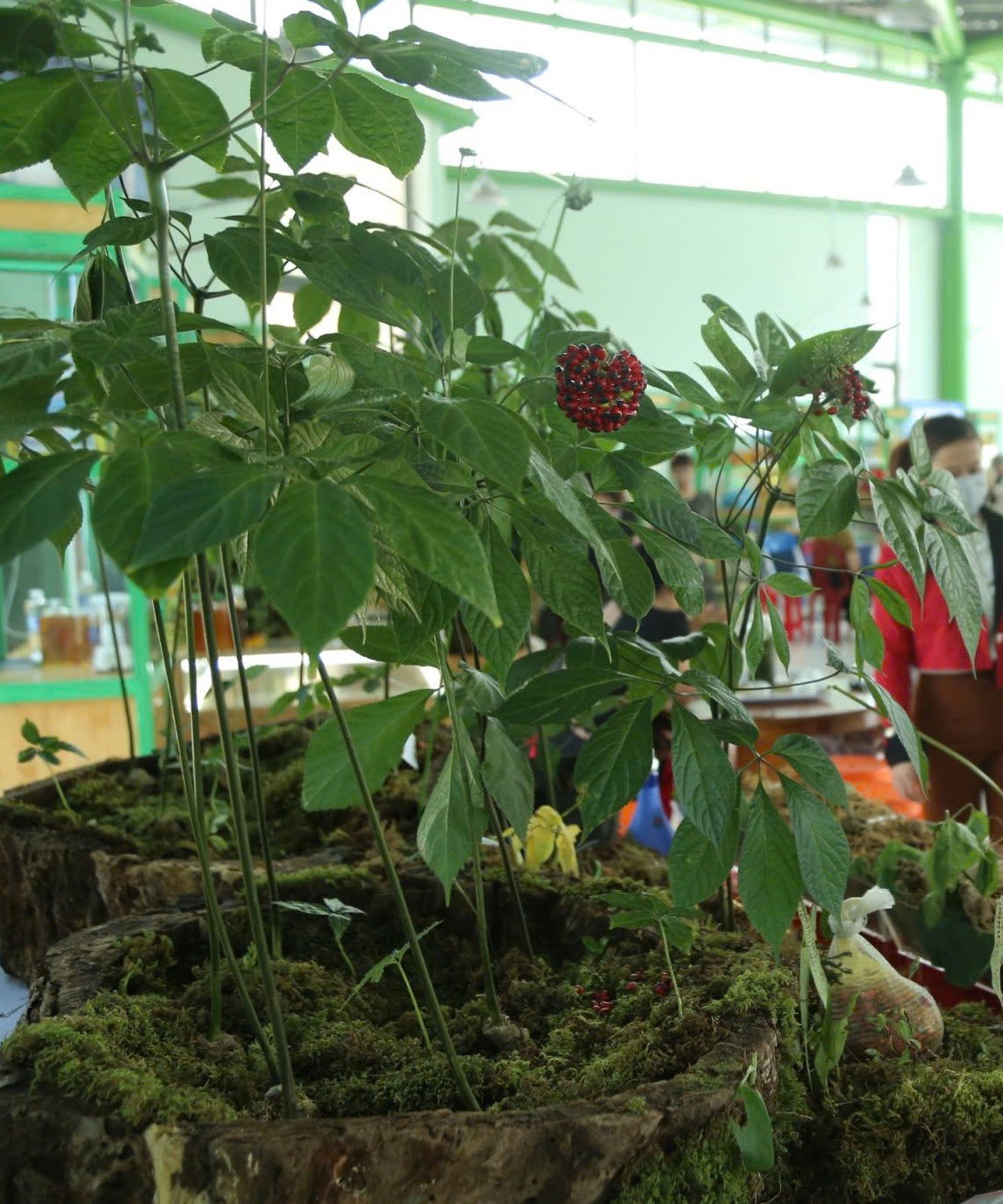 Dược liệu Quảng Nam: Từ sinh kế vùng cao Dược liệu Quảng Nam: Từ sinh kế vùng cao