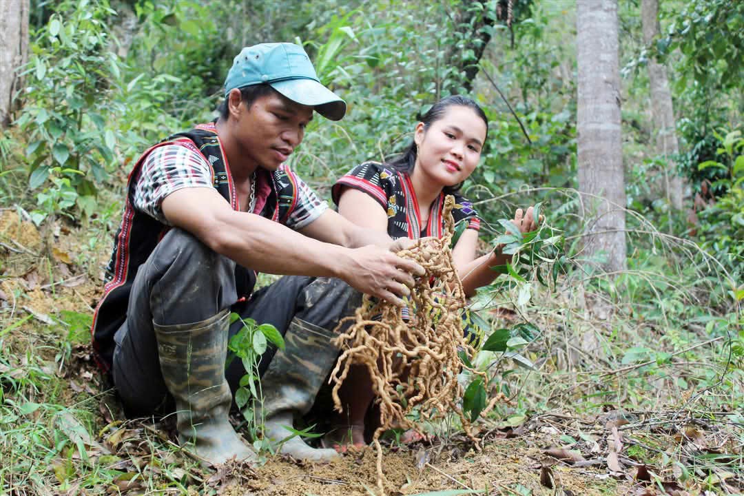 Dược liệu Quảng Nam: Từ sinh kế vùng cao Dược liệu Quảng Nam: Từ sinh kế vùng cao