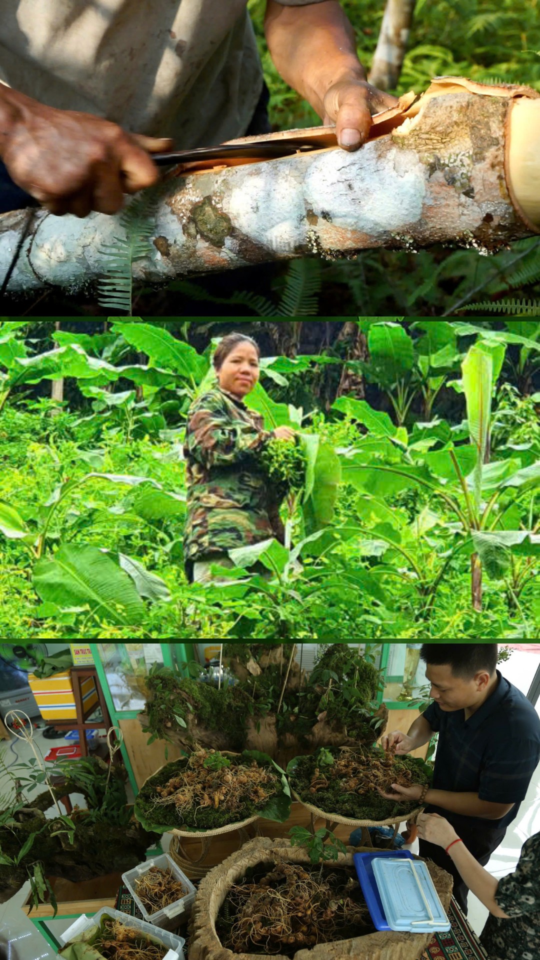 Dược liệu Quảng Nam: Từ sinh kế vùng cao Dược liệu Quảng Nam: Từ sinh kế vùng cao