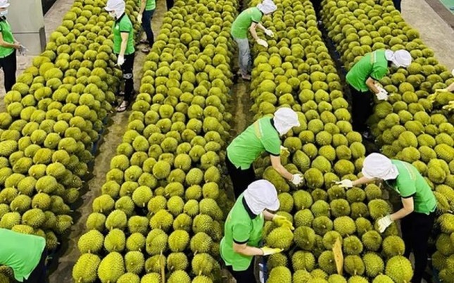 Xuất khẩu sầu riêng sụt giảm. Ảnh minh họa: IT.