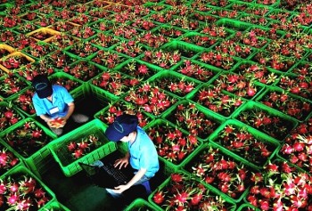 Tin Công Thương 15/4: Thanh long soán ngôi 'vua' trái cây