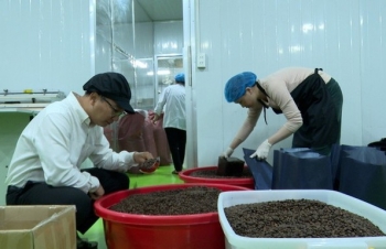 Gia Lai tăng giá trị cho cà phê đặc sản