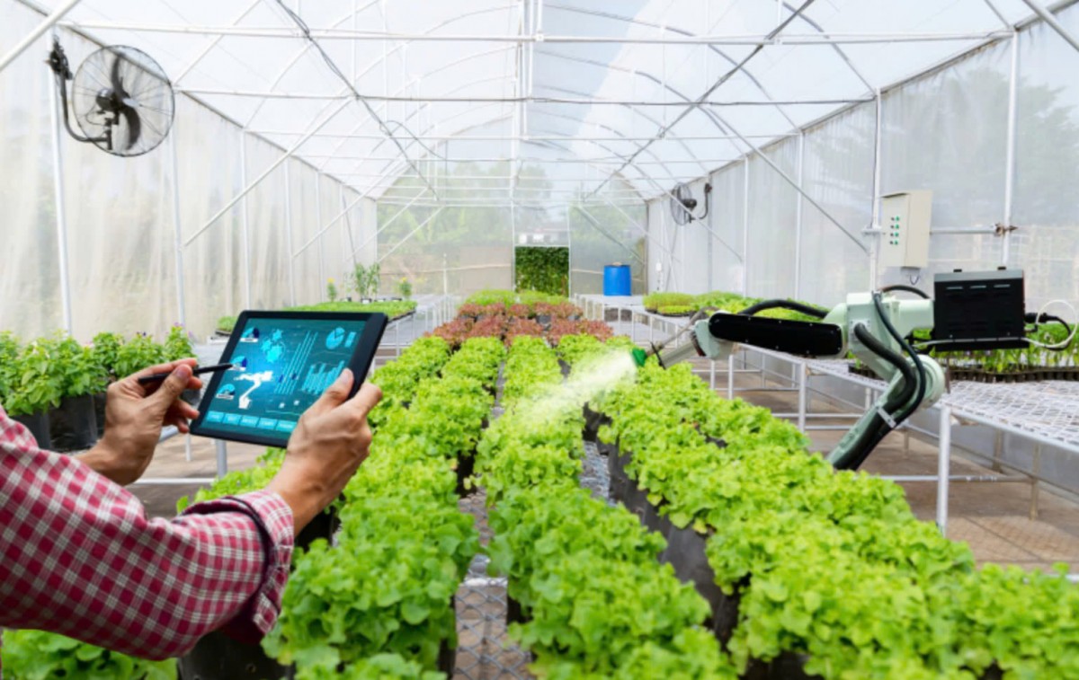 Cánh đồng công nghệ cao mở lối giảm nghèo bền vững Cánh đồng công nghệ cao mở lối giảm nghèo bền vững