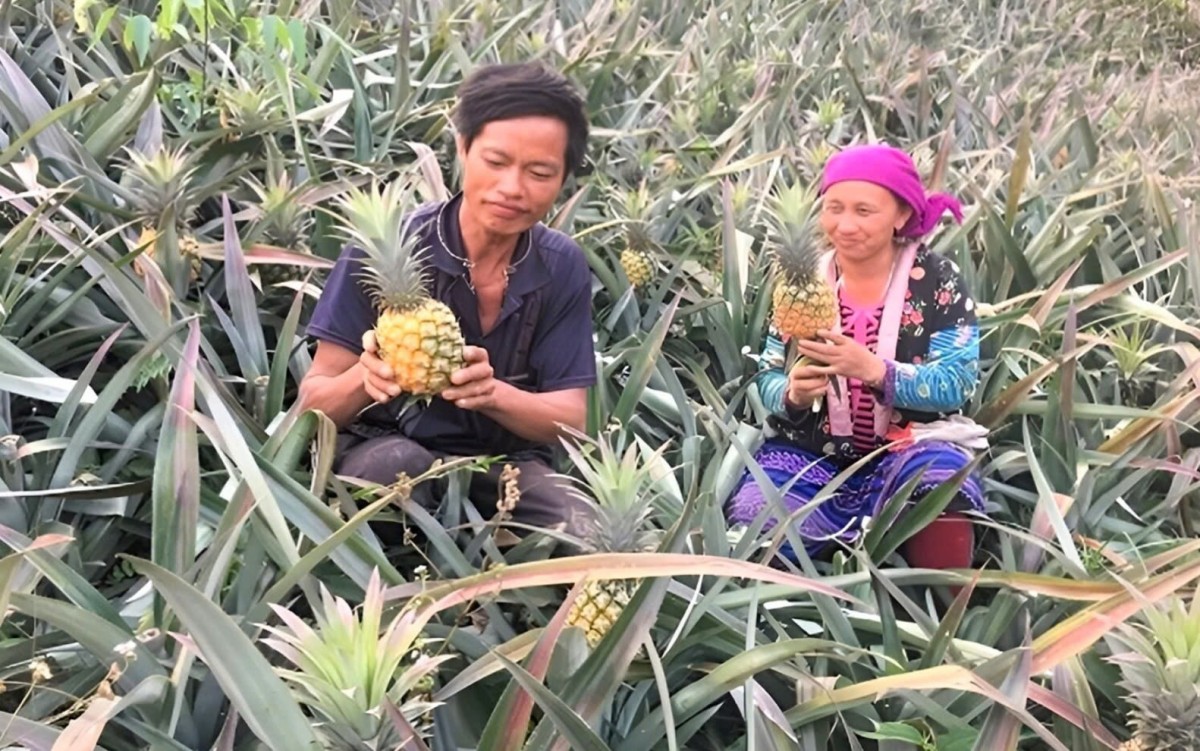 Cánh đồng công nghệ cao mở lối giảm nghèo bền vững Cánh đồng công nghệ cao mở lối giảm nghèo bền vững