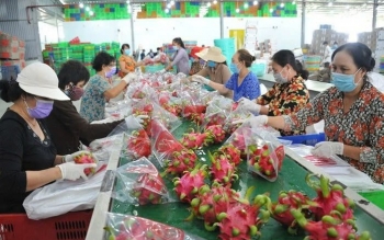 Thanh long vượt sầu riêng, trở lại 'ngôi vương' xuất khẩu trái cây