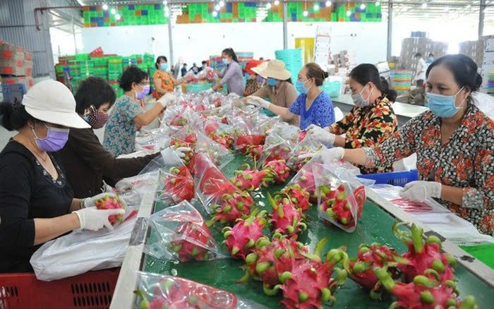 Thanh long bất ngờ lập kỷ lục mới. Ảnh: Công Hân Thanh long bất ngờ lập kỷ lục mới. Ảnh: Công Hân