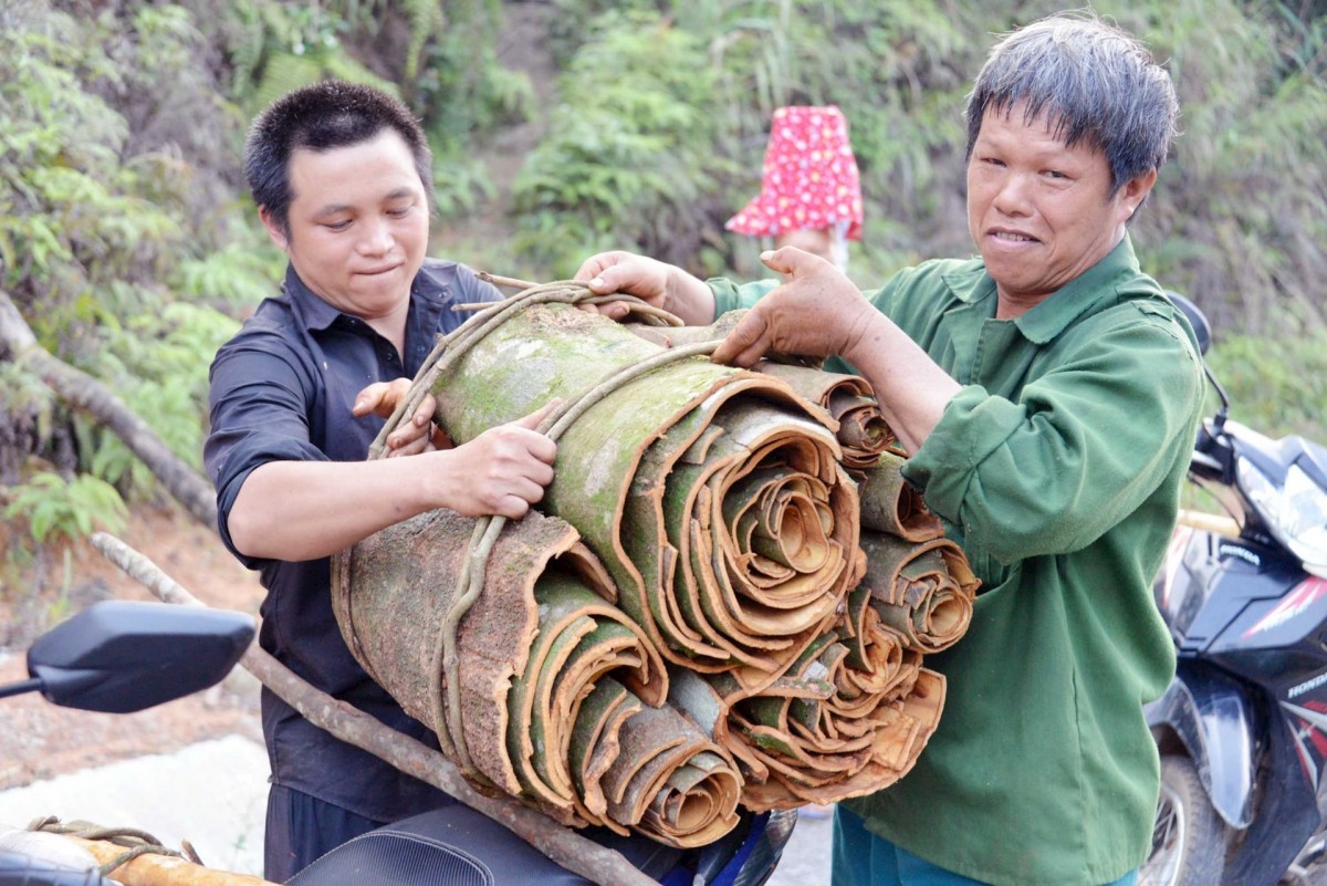 Nhiều hộ dân của Bình Liêu cải thiện thu nhập nhờ cây quế