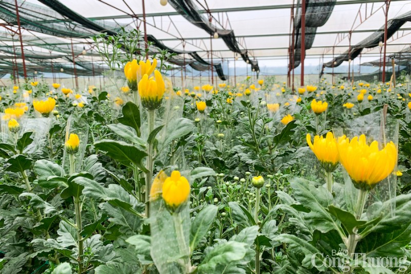 Dấu ấn người trẻ trên hành trình đổi mới nông thôn Dấu ấn người trẻ trên hành trình đổi mới nông thôn