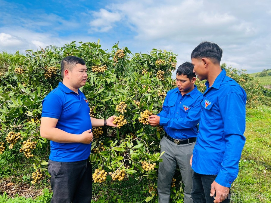 Dấu ấn người trẻ trên hành trình đổi mới nông thôn Dấu ấn người trẻ trên hành trình đổi mới nông thôn