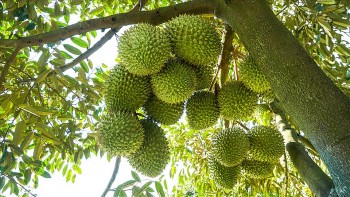 Đắk Nông đẩy mạnh xuất khẩu nông sản: Mở rộng thị trường, nâng cao giá trị