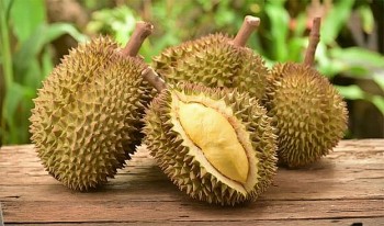 Xuất khẩu sầu riêng: Gắn với vùng trồng an toàn