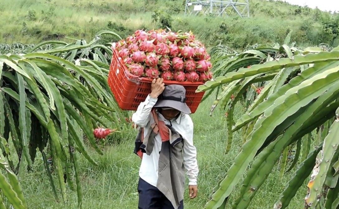 Khơi dòng tiêu thụ bền vững cho thanh long đất Bình Thuận Khơi dòng tiêu thụ bền vững cho thanh long đất Bình Thuận