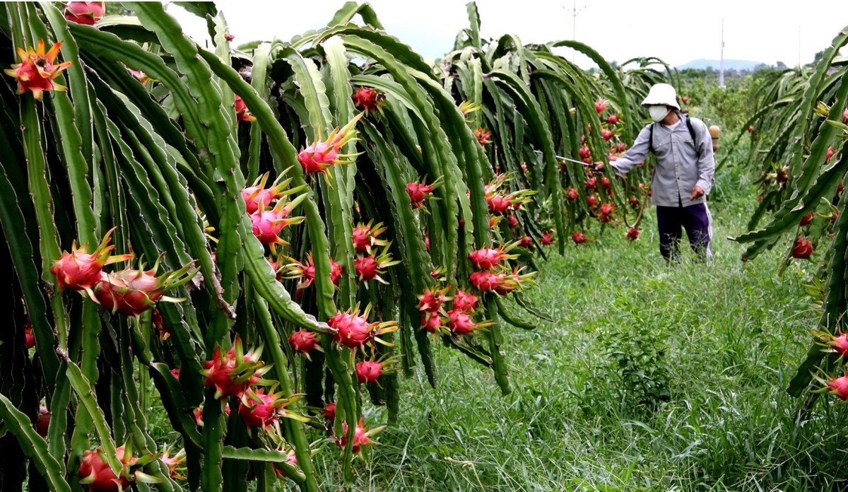 Bắn pháo hoa trong Ngày Giải phóng quê hương Bình Thuận