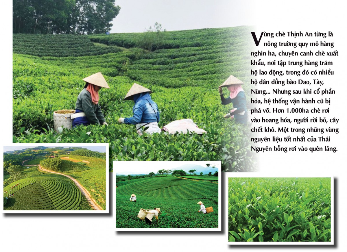 Longform | Chè Thịnh An: Thương hiệu được ‘chưng cất’ từ khát vọng vùng cao